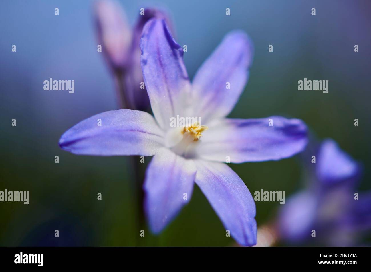 common star hyacinth or common snow pride (chionodoxa luciliae),flower,close-up Stock Photo