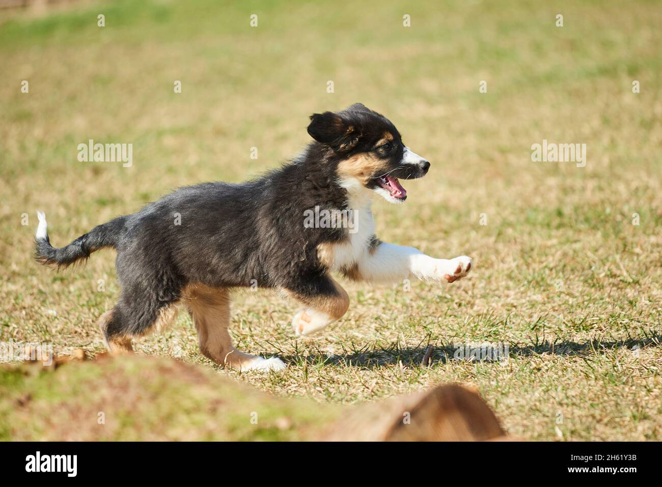 mixed breed dog,australian shepherd,golden retriever,puppy,meadow