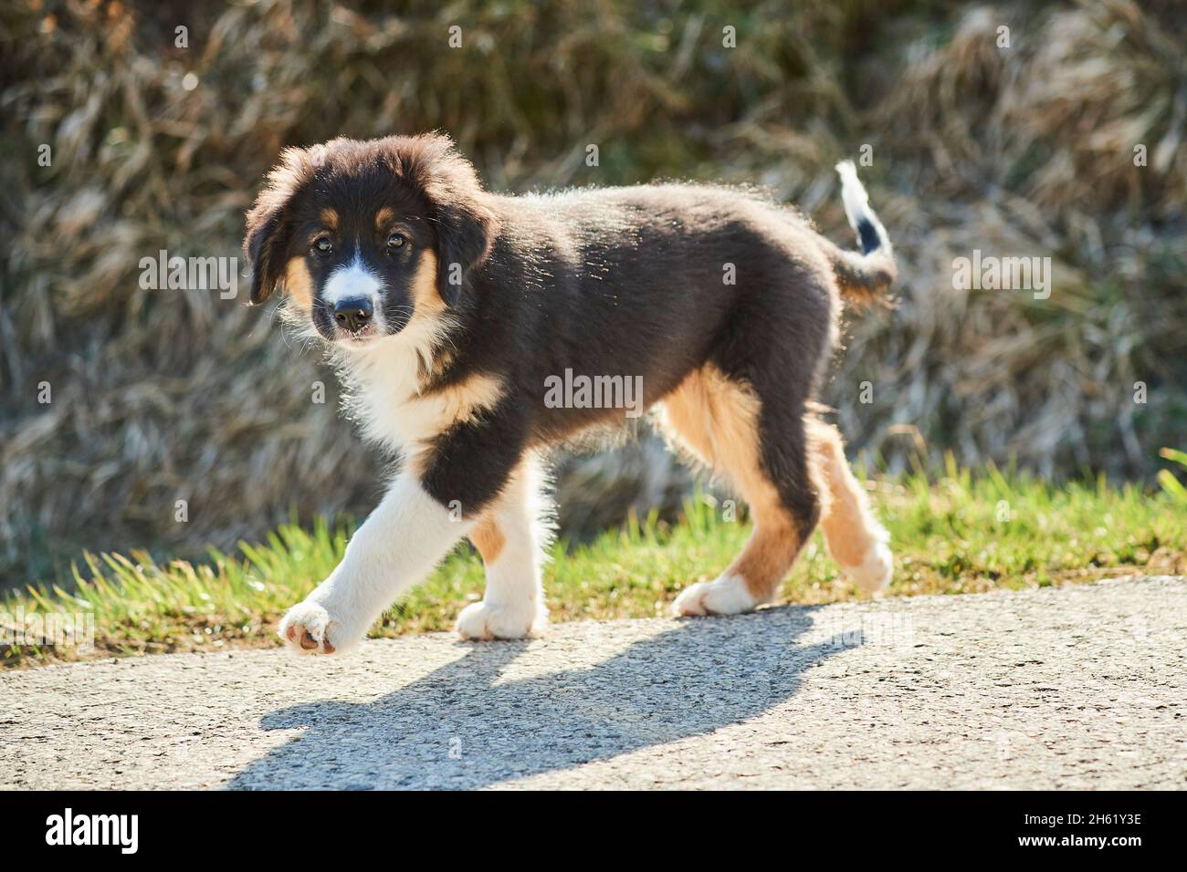 mixed breed dog,australian shepherd,golden retriever,puppy,walking away