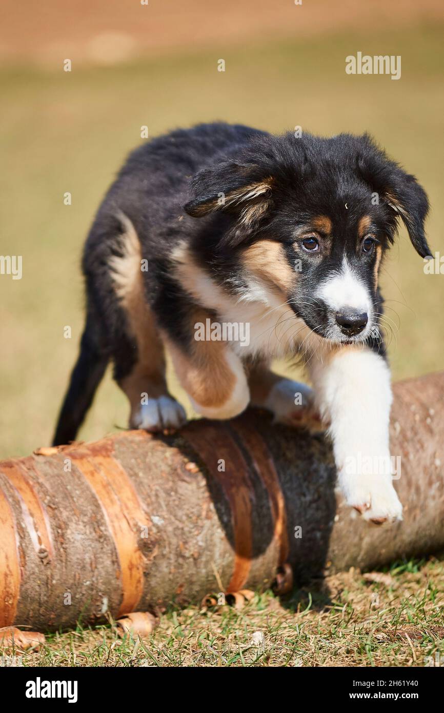 mixed breed dog,australian shepherd,golden retriever,puppy,meadow