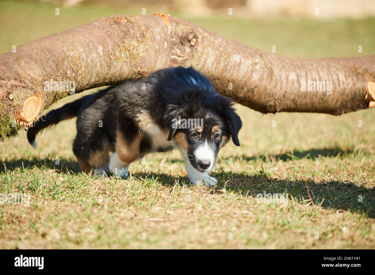 mixed breed dog,australian shepherd,golden retriever,puppy,meadow
