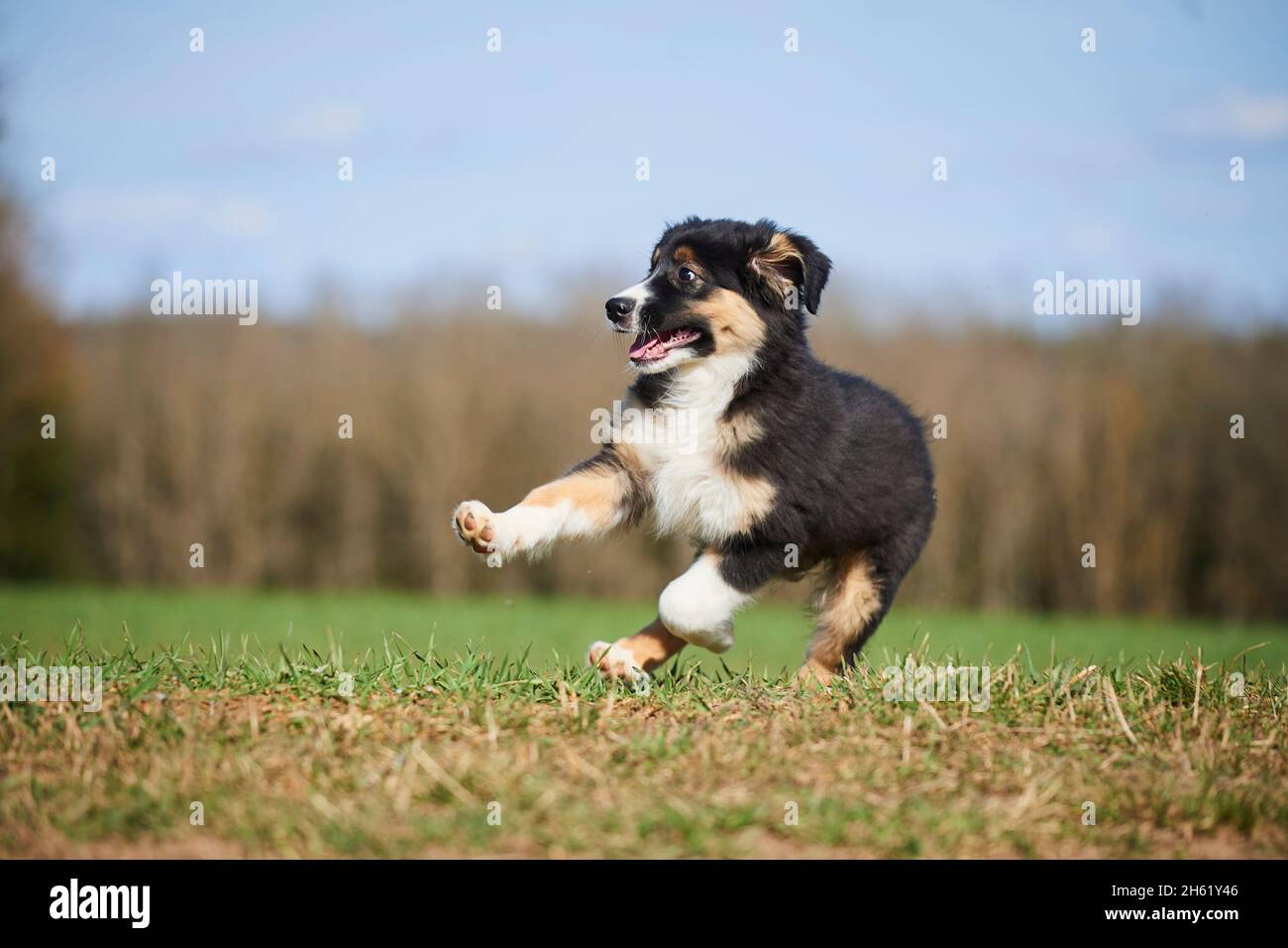 mixed breed dog,australian shepherd,golden retriever,puppy,meadow ...