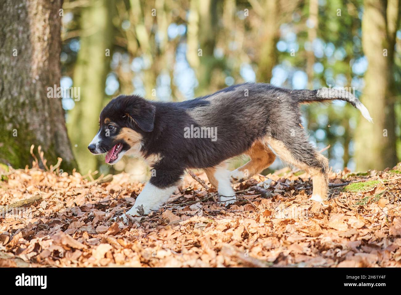 mixed breed dog,australian shepherd,golden retriever,puppy,forest