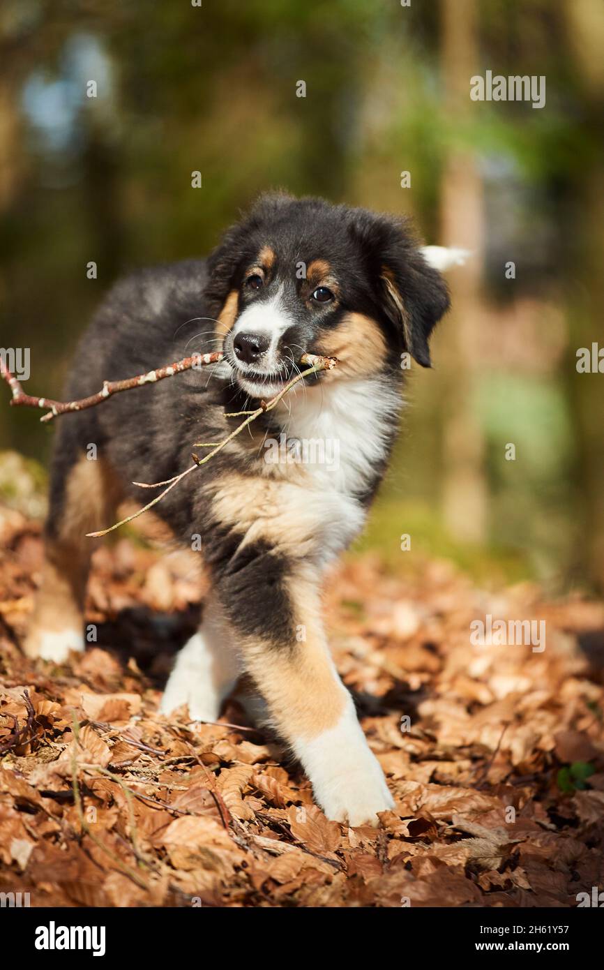mixed breed dog,australian shepherd,golden retriever,puppy,forest