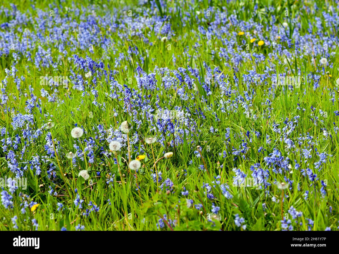 Wild blue bell flower blossom on a summer time Stock Photo Alamy