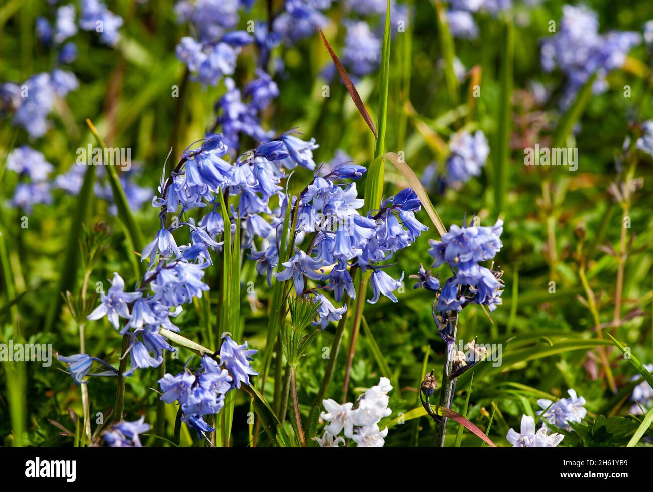 Blue bell flowers hi-res stock photography and images - Alamy