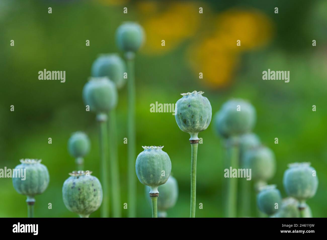 poppies (papaver),seed pods with dew drops,yellow summer flowers glow in the background Stock Photo