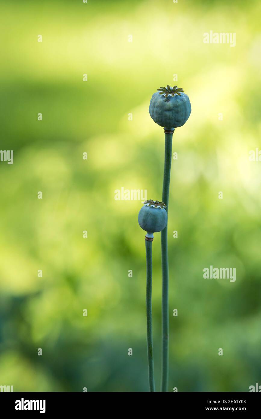 poppy seeds (papaver),seed pods Stock Photo