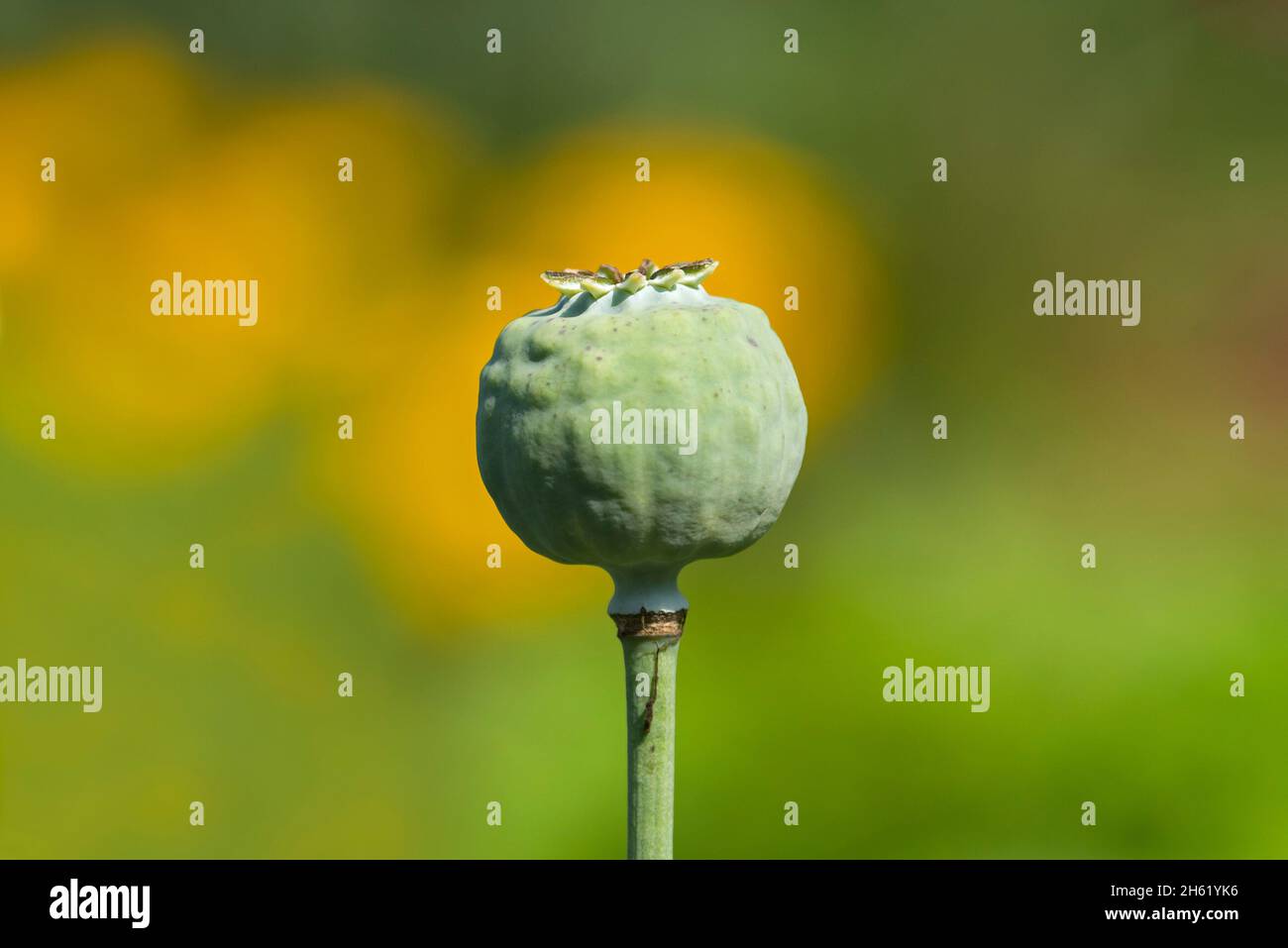 poppy (papaver),seed pod,yellow summer flowers glow in the background Stock Photo