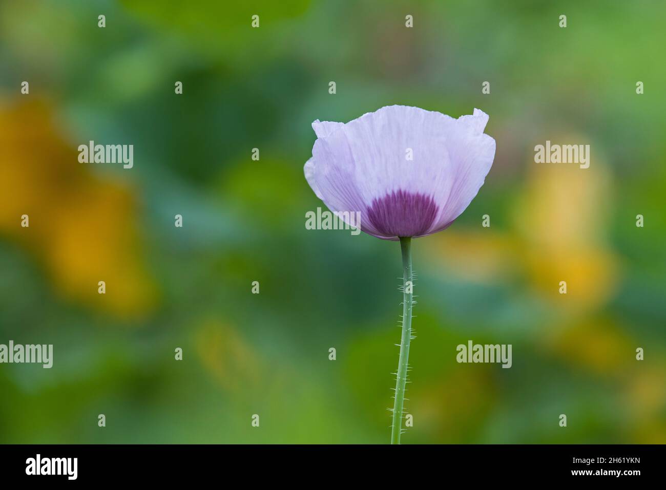 delicate purple poppy blossoms (papaver),yellow summer flowers glow in the background Stock Photo