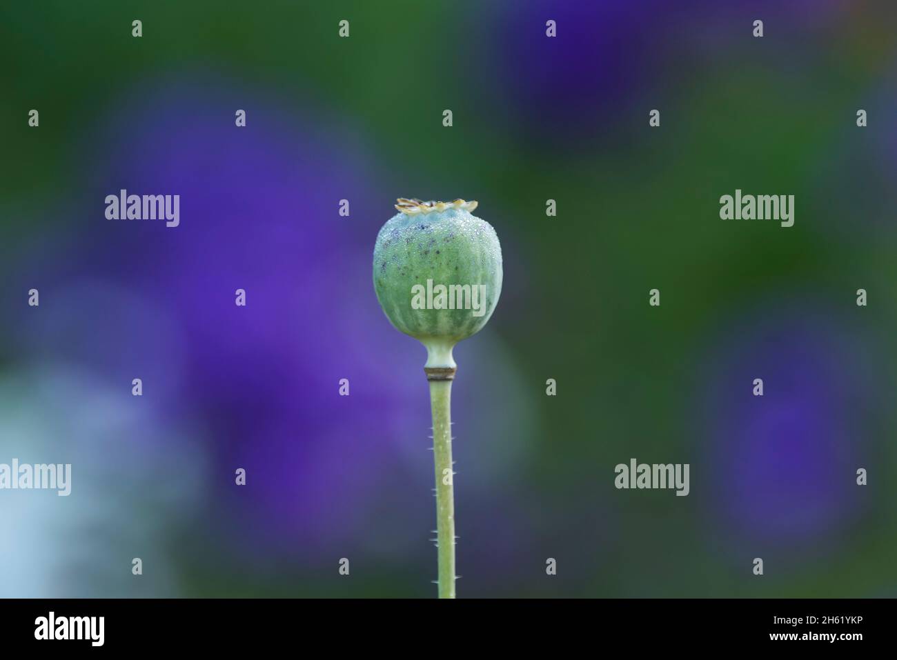 poppy (papaver),seed pod with dew drops,purple summer flowers glow in the background Stock Photo