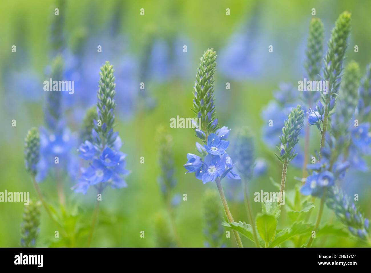 great speedwell (veronica teucrium) flowers,double exposure Stock Photo