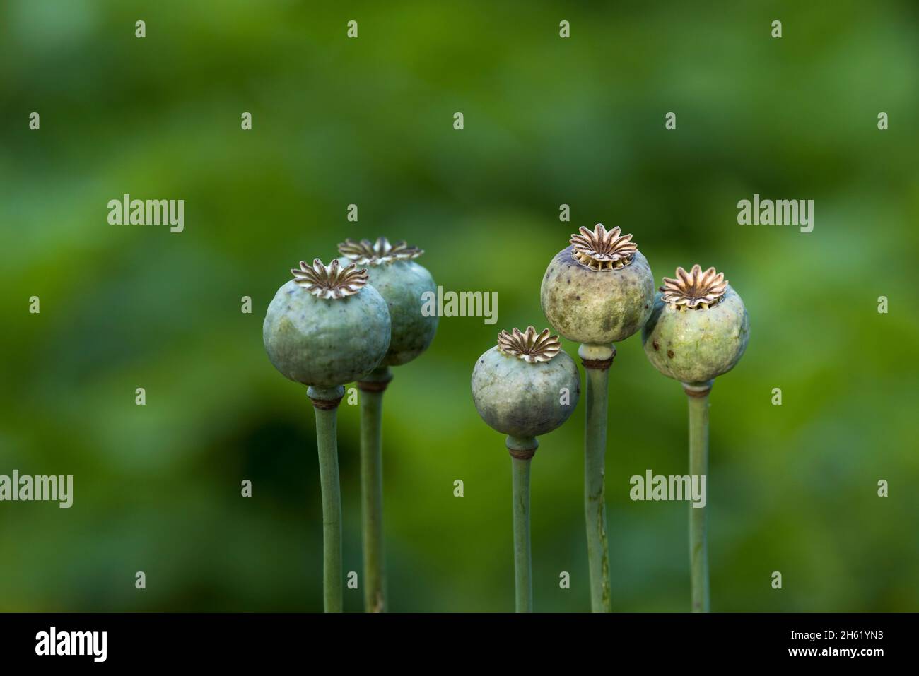 poppy seeds (papaver),seed pods Stock Photo