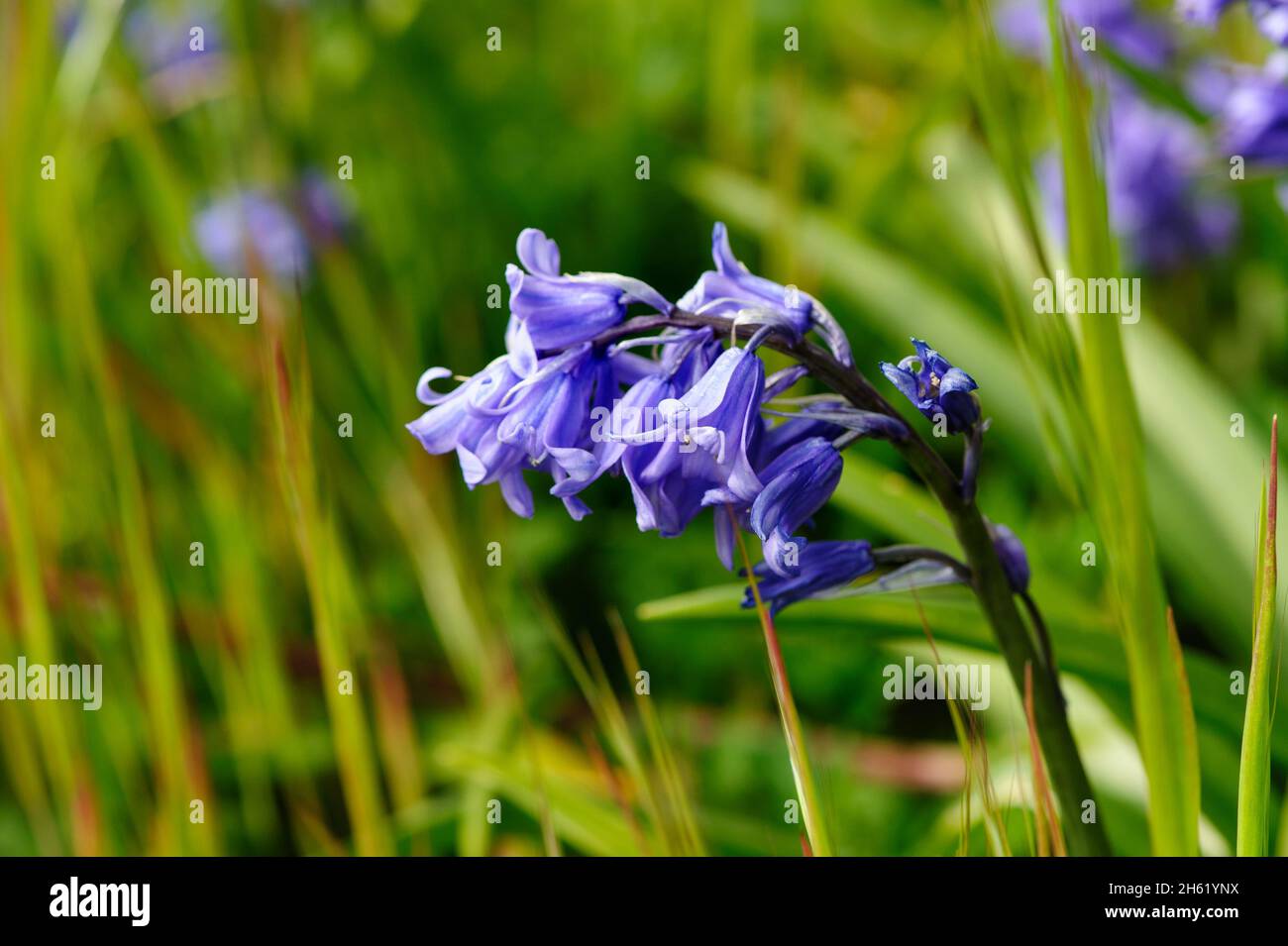 Wild blue bell flower blossom on a summer time Stock Photo