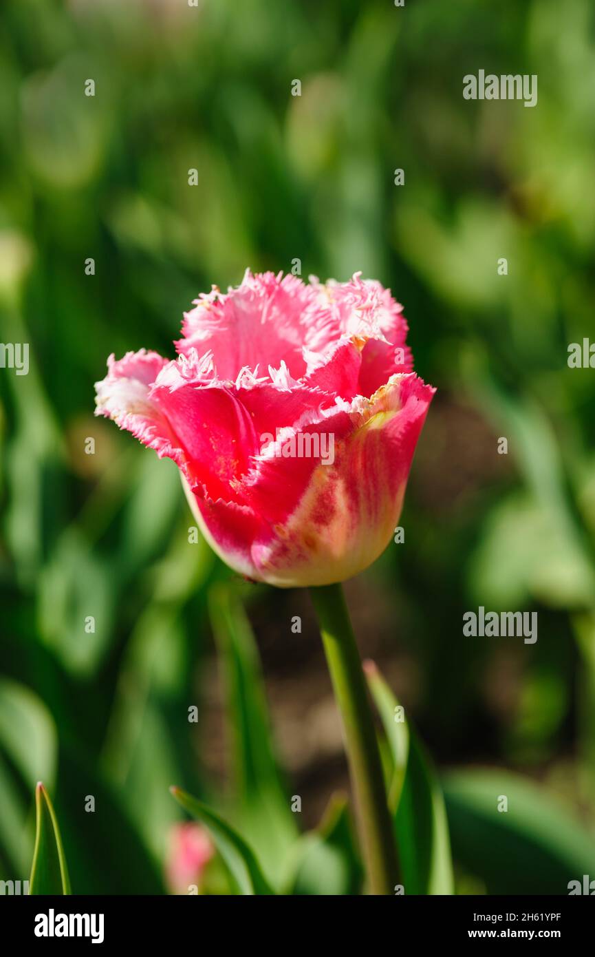 Beautiful Tulipa Fancy Frills fringed growing in the garden Stock Photo