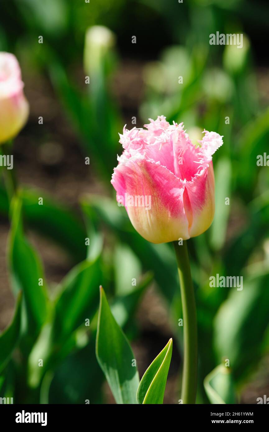 Beautiful Tulipa Fancy Frills fringed growing in the garden Stock Photo
