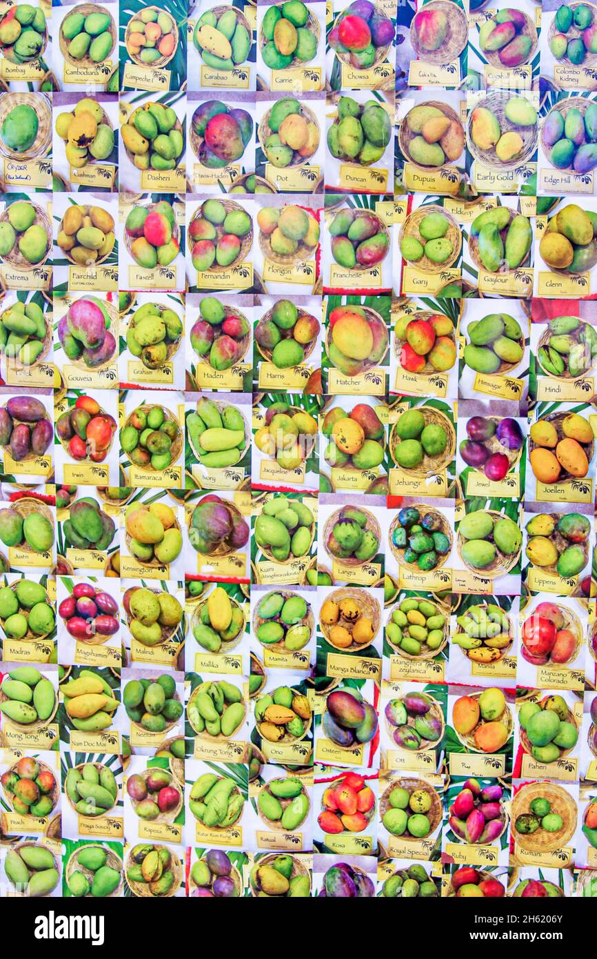 International mango festival fair poster hires stock photography and