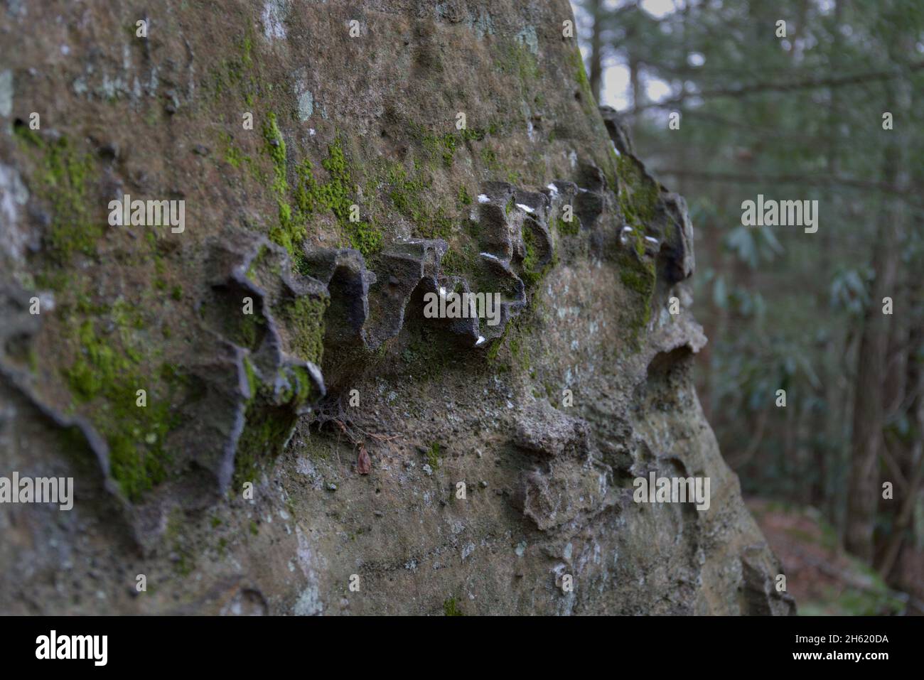 Moss Formations On Rocks View of a rock formation covered in moss in a fores Stock Photo - Alamy