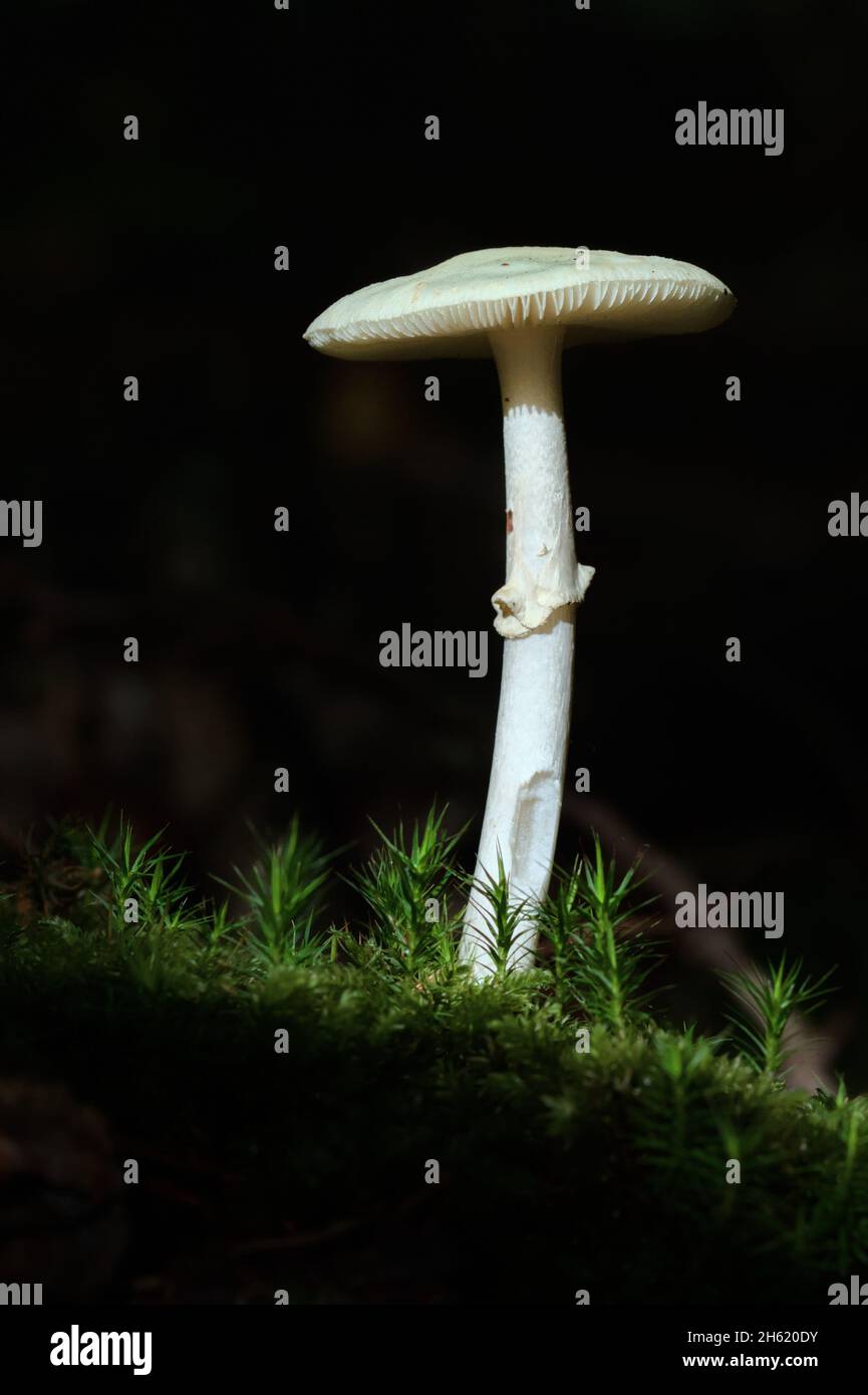 False Death Cap Mushroom, Toadstool, Amanita citrina, Lit By The Sun Amongst Moss, New Forest UK Stock Photo