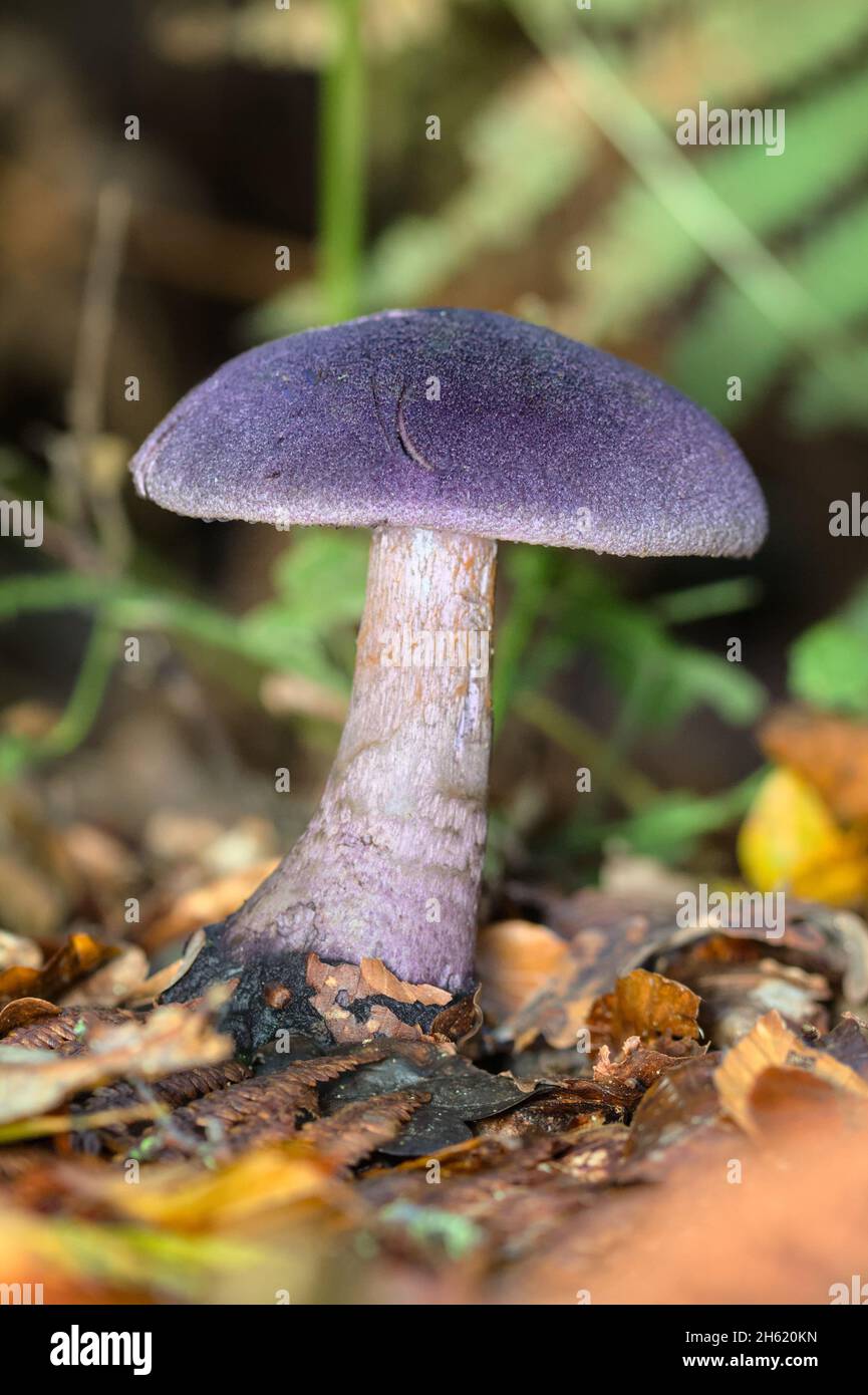 Rare Purple Mushroom, Violet Webcap, cortinarius violaceus Growing In The New Forest UK Stock Photo