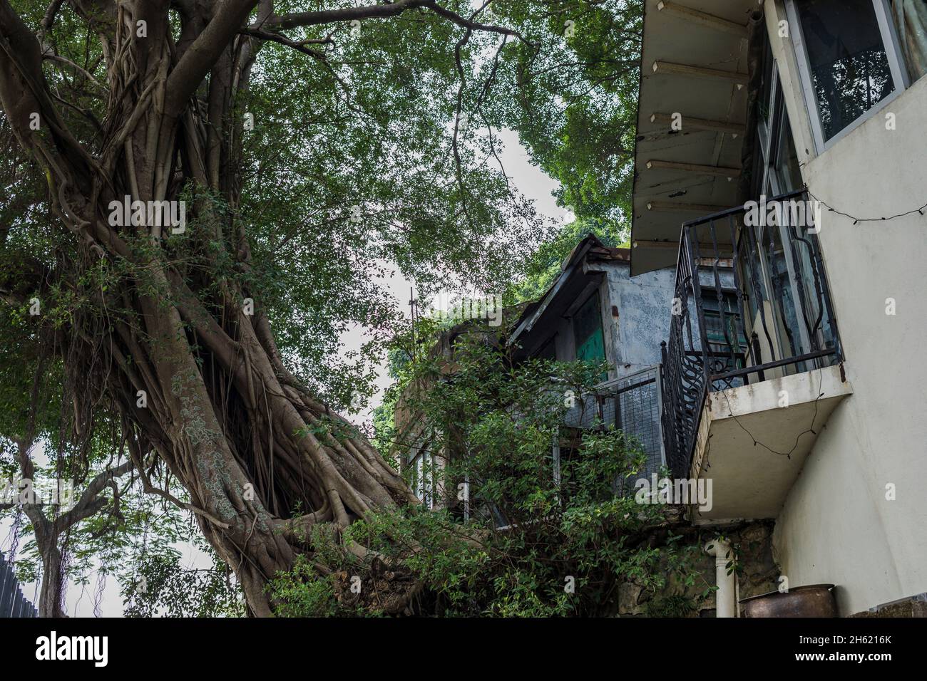 giant tree and balconies,tai o traditional fishing village,lantau Stock Photo