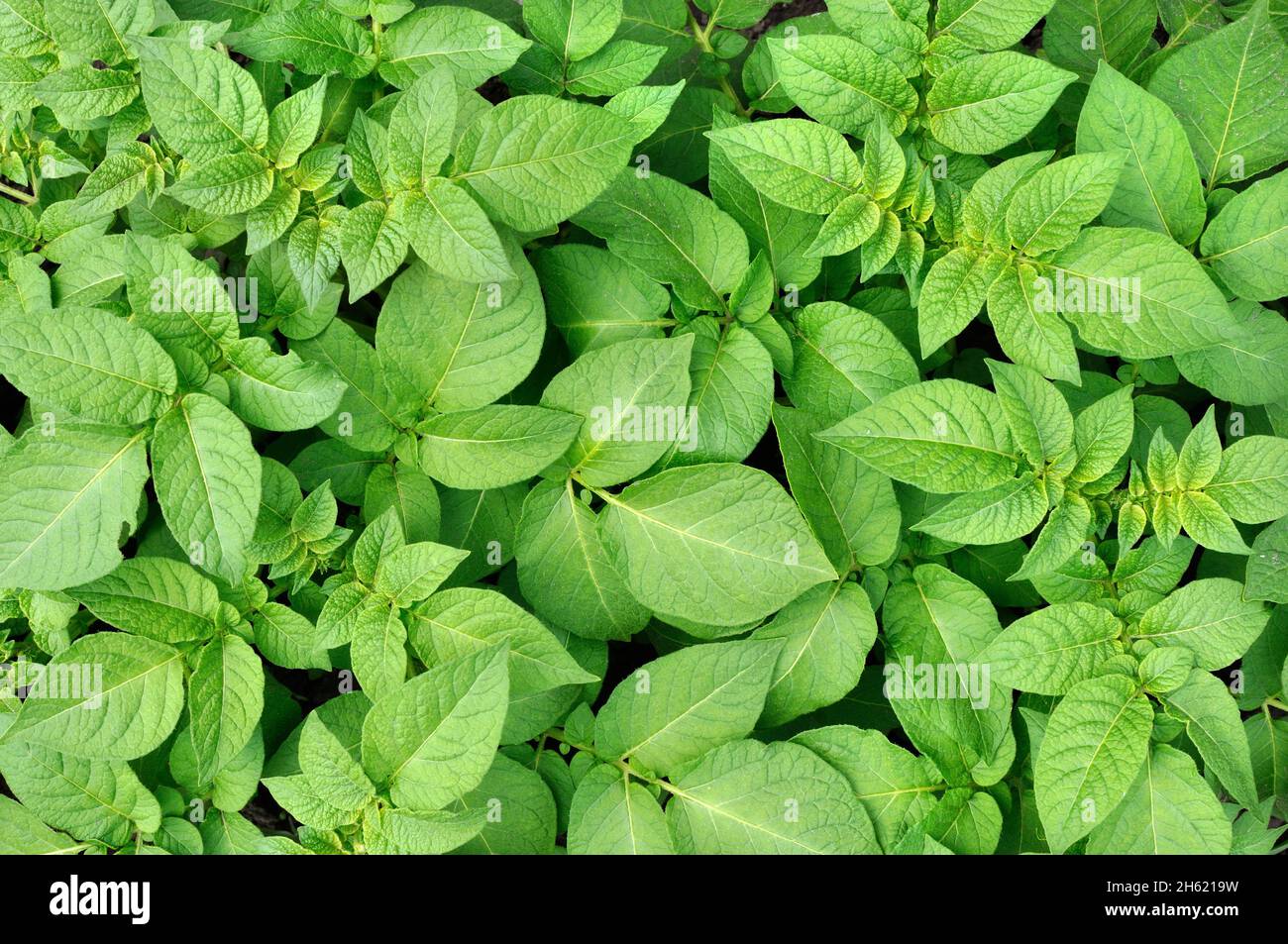 green leaves of potato background-agricultural field of potato, view directly above Stock Photo