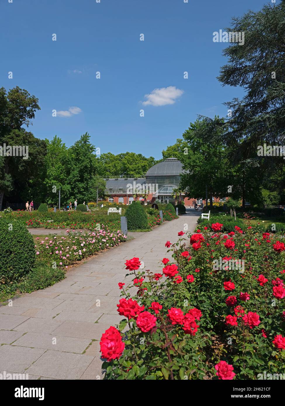 rose beds in the palm garden,frankfurt am main,hesse,germany Stock Photo