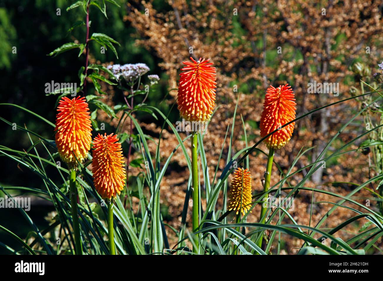 rooper's torch lily,kniphofia rooperi lem. xanthorrhoeceae,eastern s-africa,palmengarten,frankfurt am main,hesse,germany Stock Photo