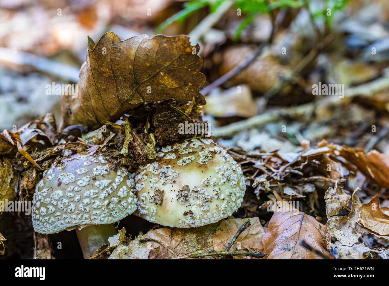 pearl mushroom,reddening amanita or meat mushroom (amanita rubescens) Stock Photo
