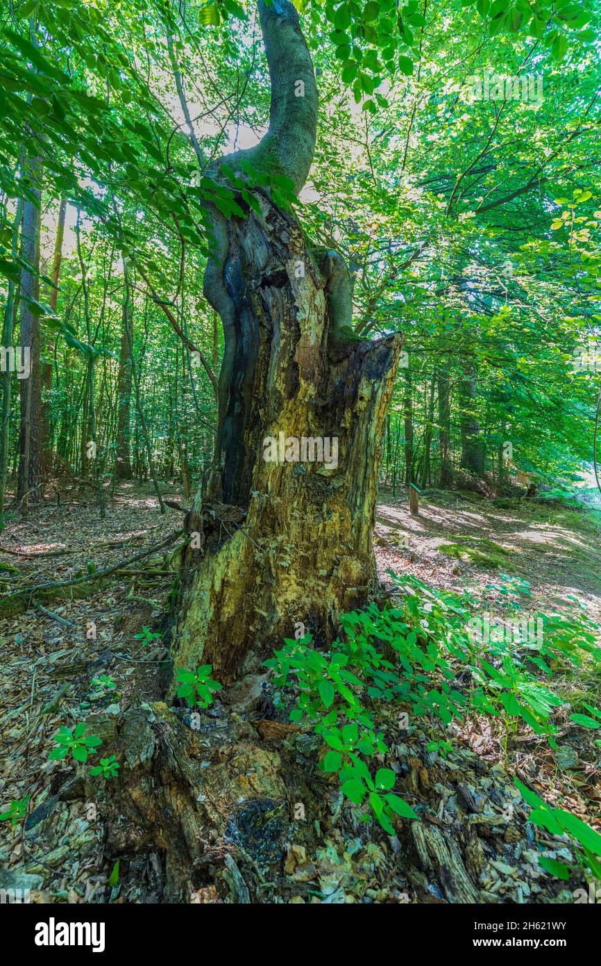 Old beech leaf hi-res stock photography and images - Alamy
