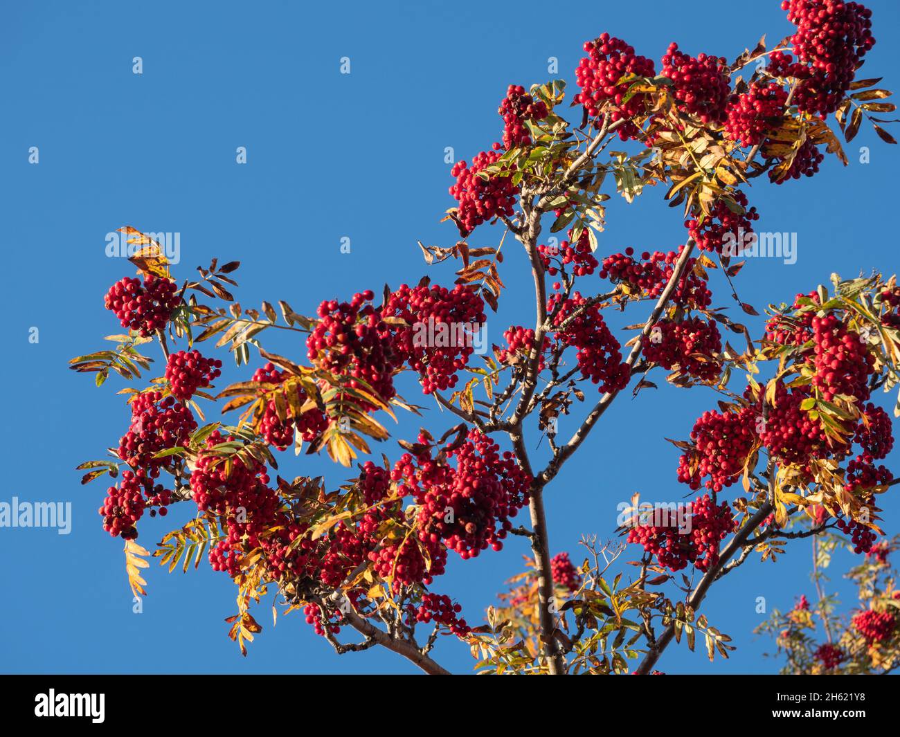 red autumn berries on a tree against a blue cloudless sky no people Stock Photo
