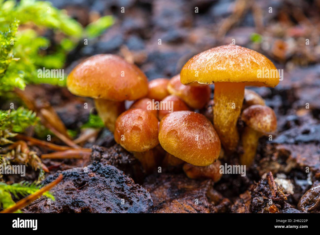 a cluster of immature clump mushrooms,hypholoma fasciculare Stock Photo