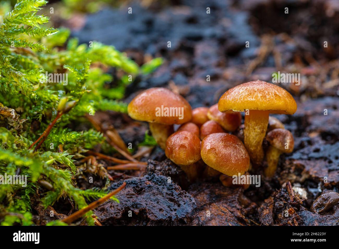 a cluster of immature clump mushrooms,hypholoma fasciculare Stock Photo