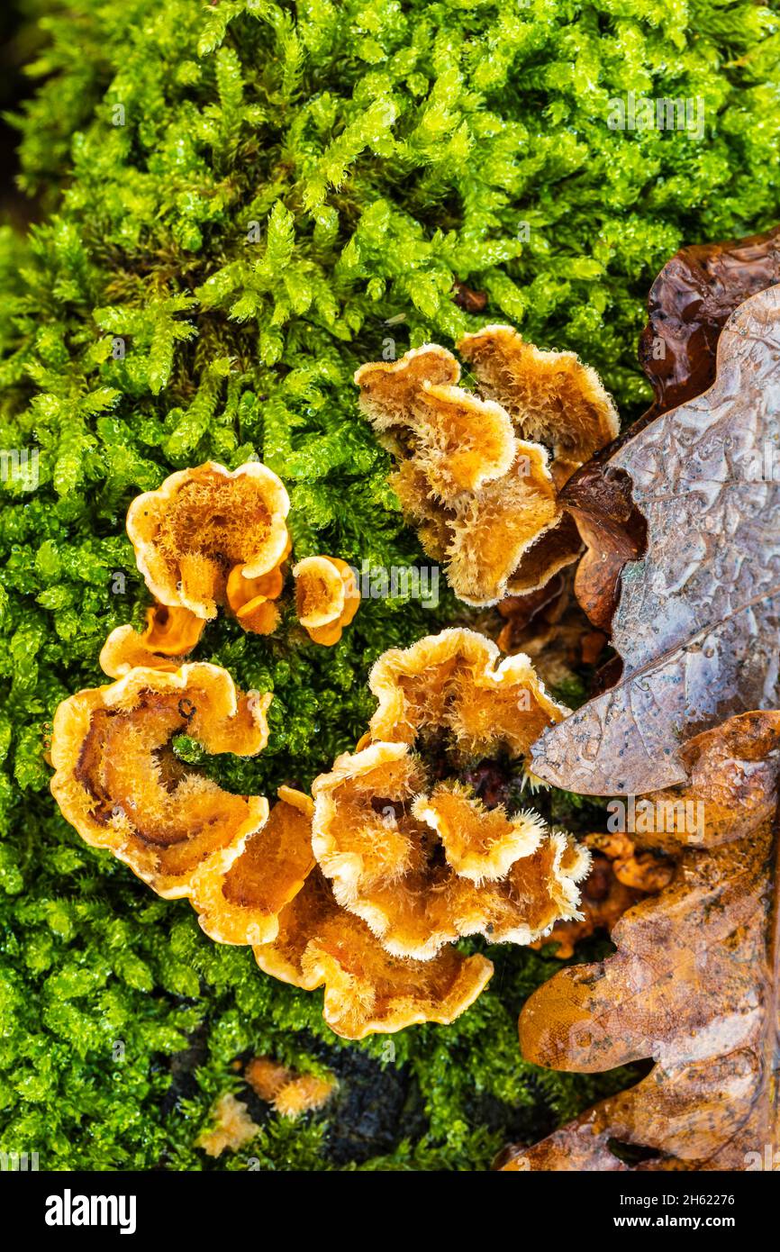 tree fungi on dead tree,nature in detail,close-up Stock Photo