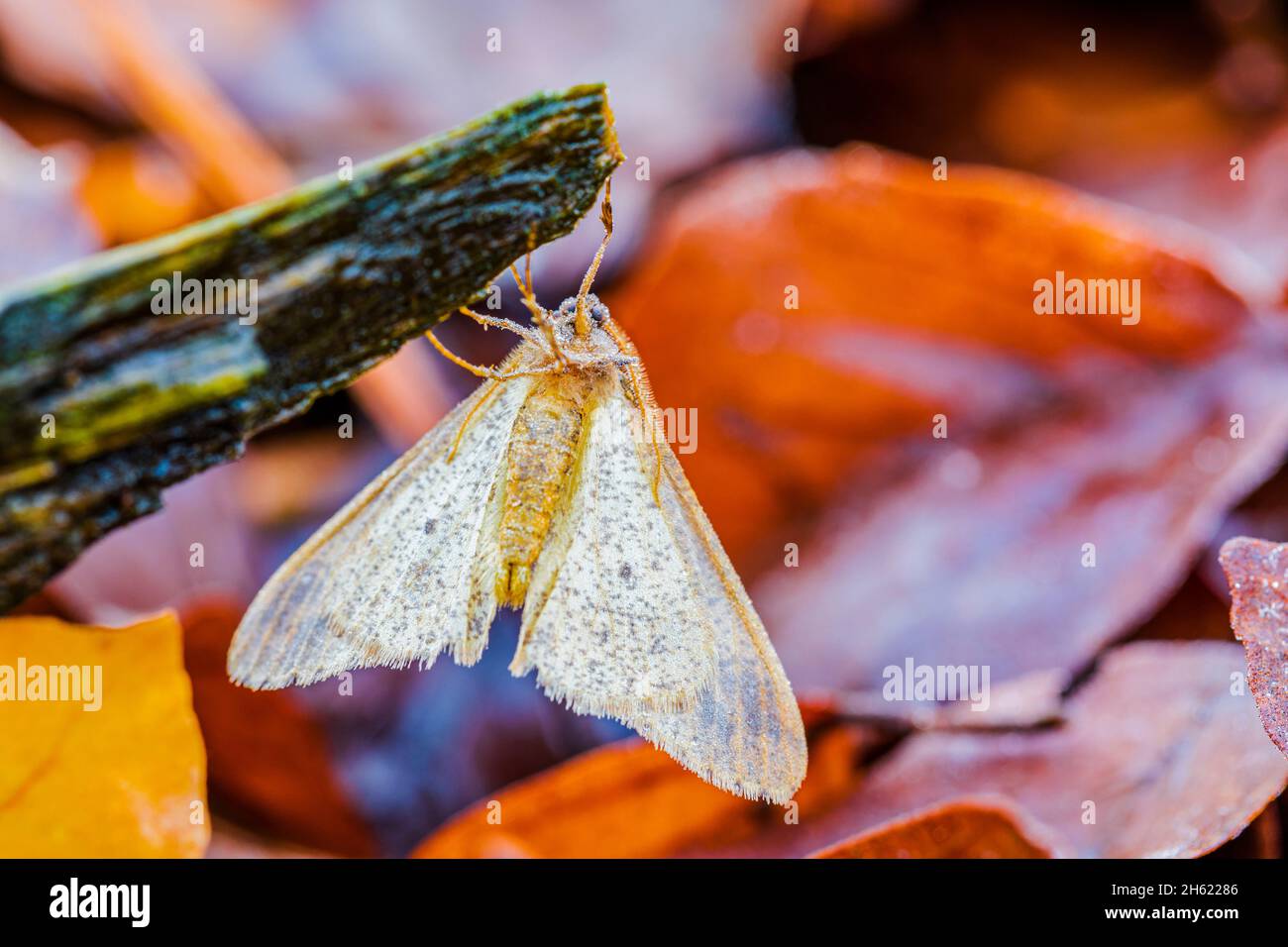 moth on old wood,unsafe forest floor as a background Stock Photo - Alamy
