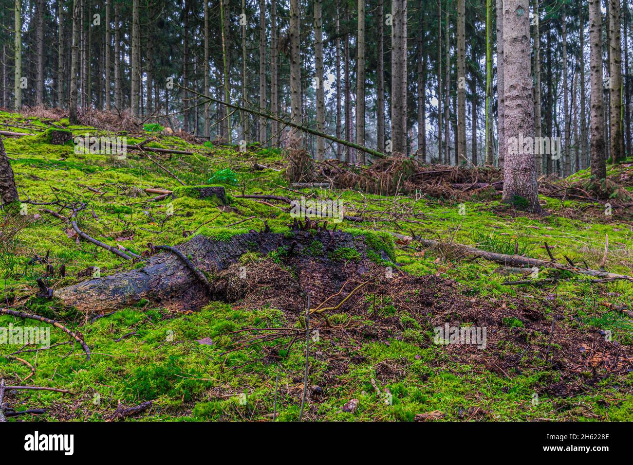 meadow landscape,tree stump with mushrooms Stock Photo