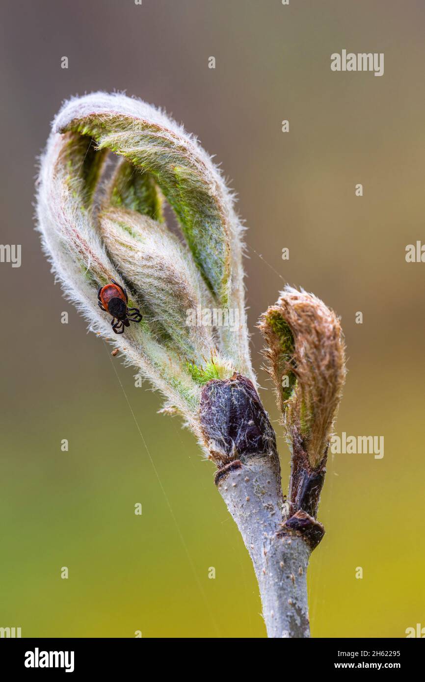 the common wood tick (ixodes ricinus) tick Stock Photo