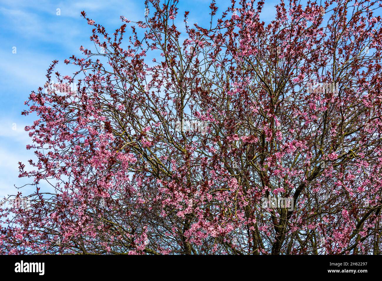 cherry blossoms against blue sky Stock Photo - Alamy
