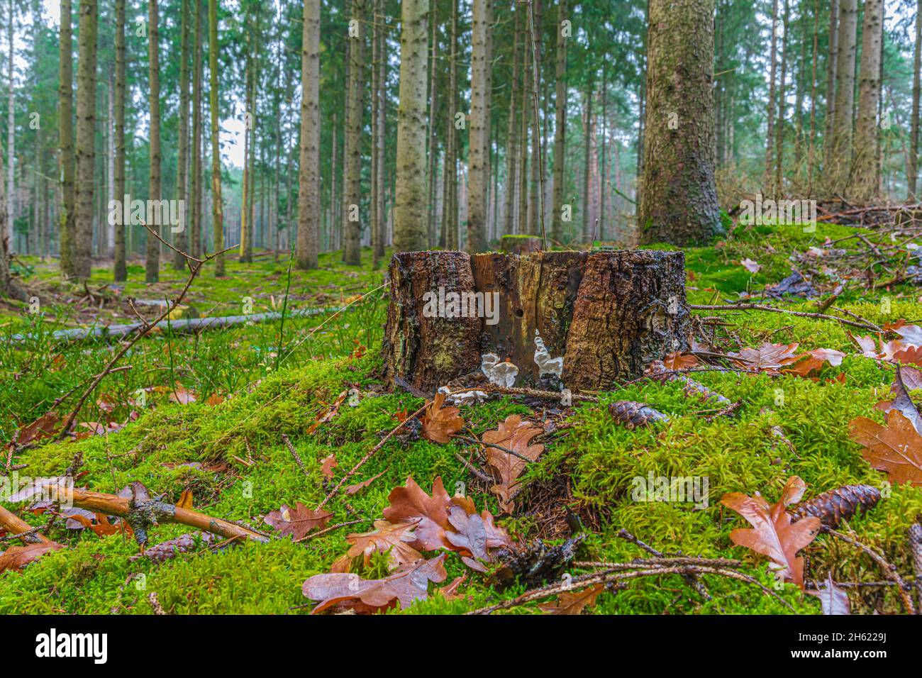 meadow landscape,tree stump with mushrooms Stock Photo