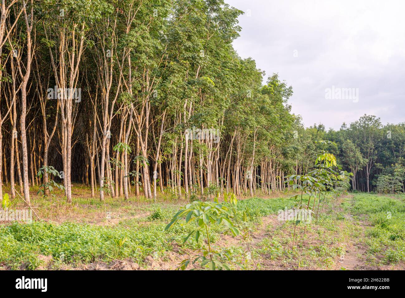 specificeren Vroeg Componeren Latex rubber, Rubber tree, Plantation and tree rubber in southern Thailand  Stock Photo - Alamy