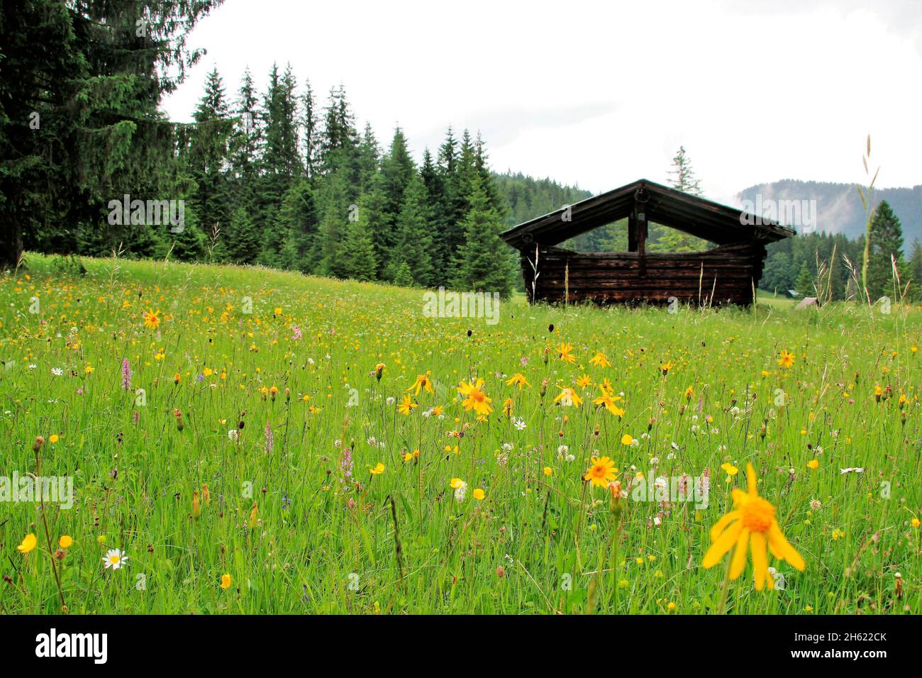 flower meadow with arnica (arnica montana),daisies (leucanthemum),buttercup (ranunculus),meadow clover and many other flowers on the humpback meadows near elmau,germany,bavaria,upper bavaria,werdenfelser land,hay barn,estergebirge in the background Stock Photo