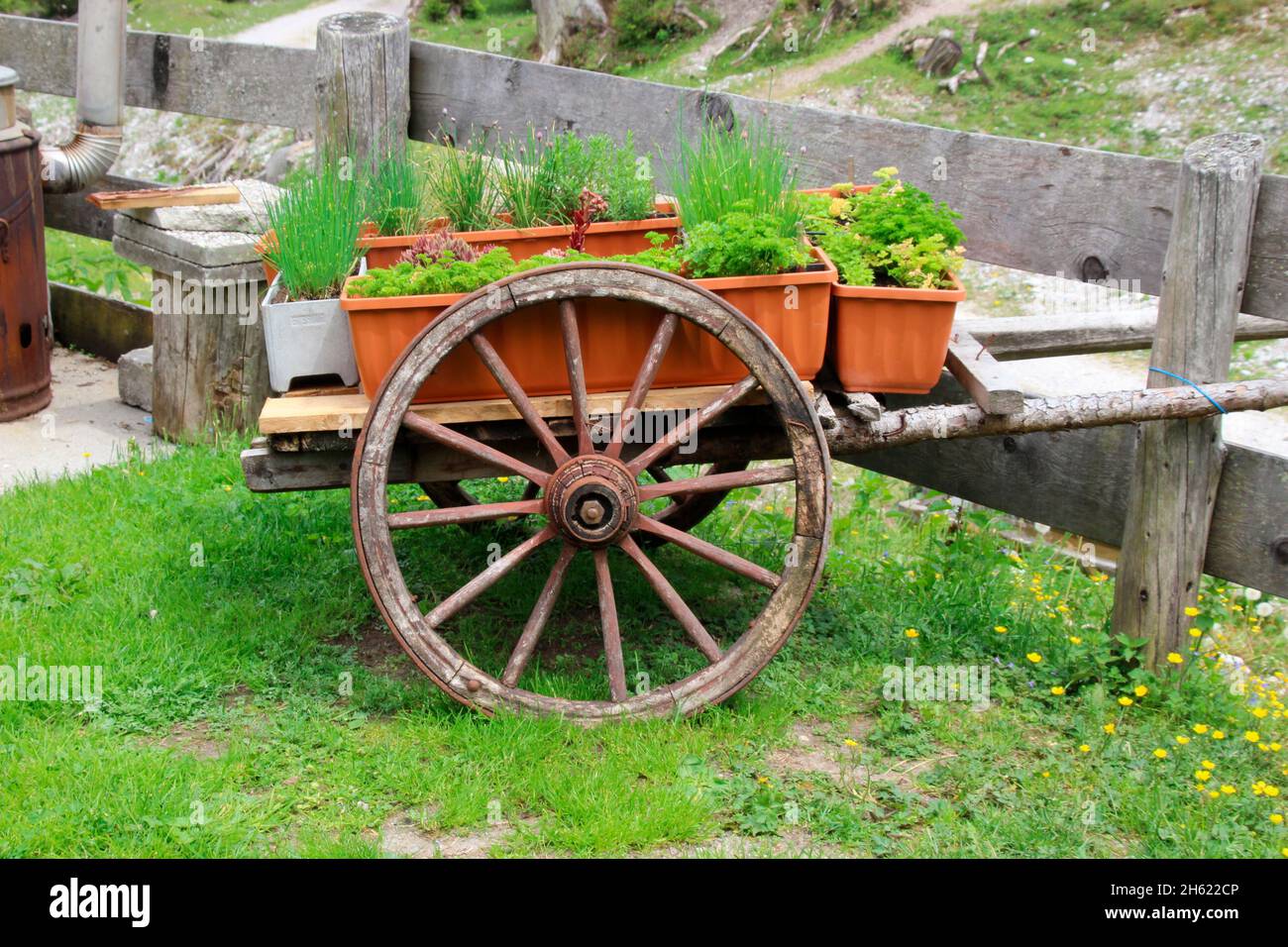 parsley (petroselinum crispum) and chives (allium schoenophrasum) in a cart on the zirler kristen alm (1348m) in the karwendel mountains, Stock Photo