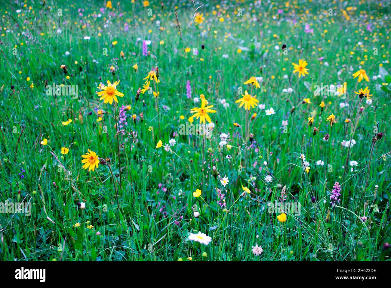 flower meadow with arnica (arnica montana),daisies (leucanthemum),buttercup (ranunculus),meadow clover and many other flowers on the humpback meadows near elmau,germany,bavaria,upper bavaria,werdenfelser land, Stock Photo