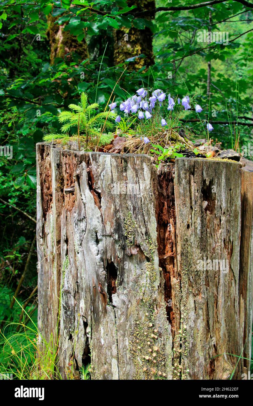 hike to tortalalm (1144m),bluebells,campanula at the edge of the path on tree stump,hinterriss,austria,tyrol,europe Stock Photo