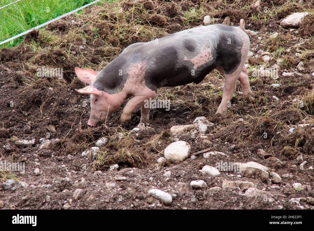 domesticated,pig,piglet,meadow,young,alpine pasture Stock Photo