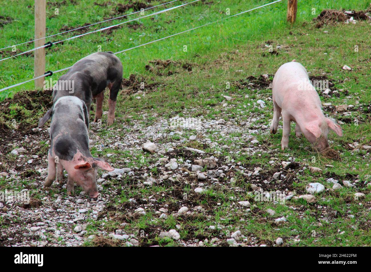 domesticated,pigs,piglets,meadow,young,alpine pasture Stock Photo