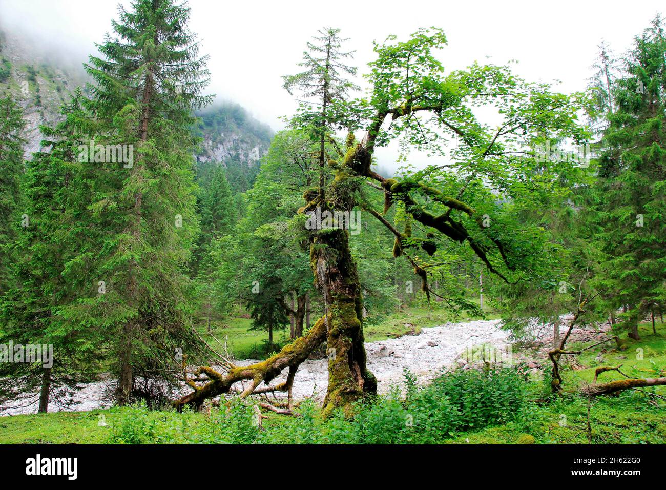 hike to the tortalalm (1144m),an old maple tree in front of the ...