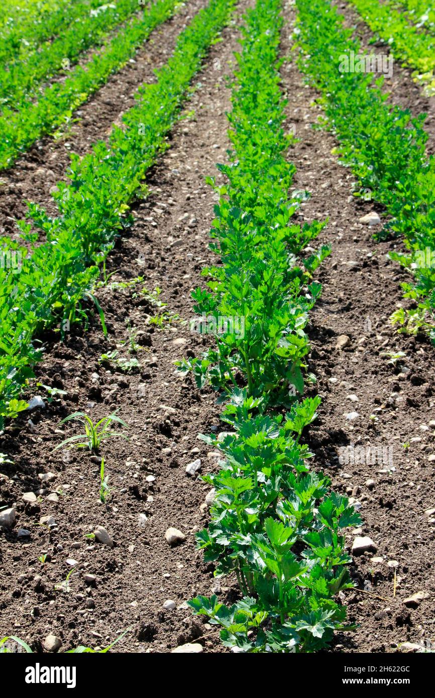 austria,tyrol,absam europe,vegetable field,parsley,cultivation,meadows,fields,season,summer, Stock Photo