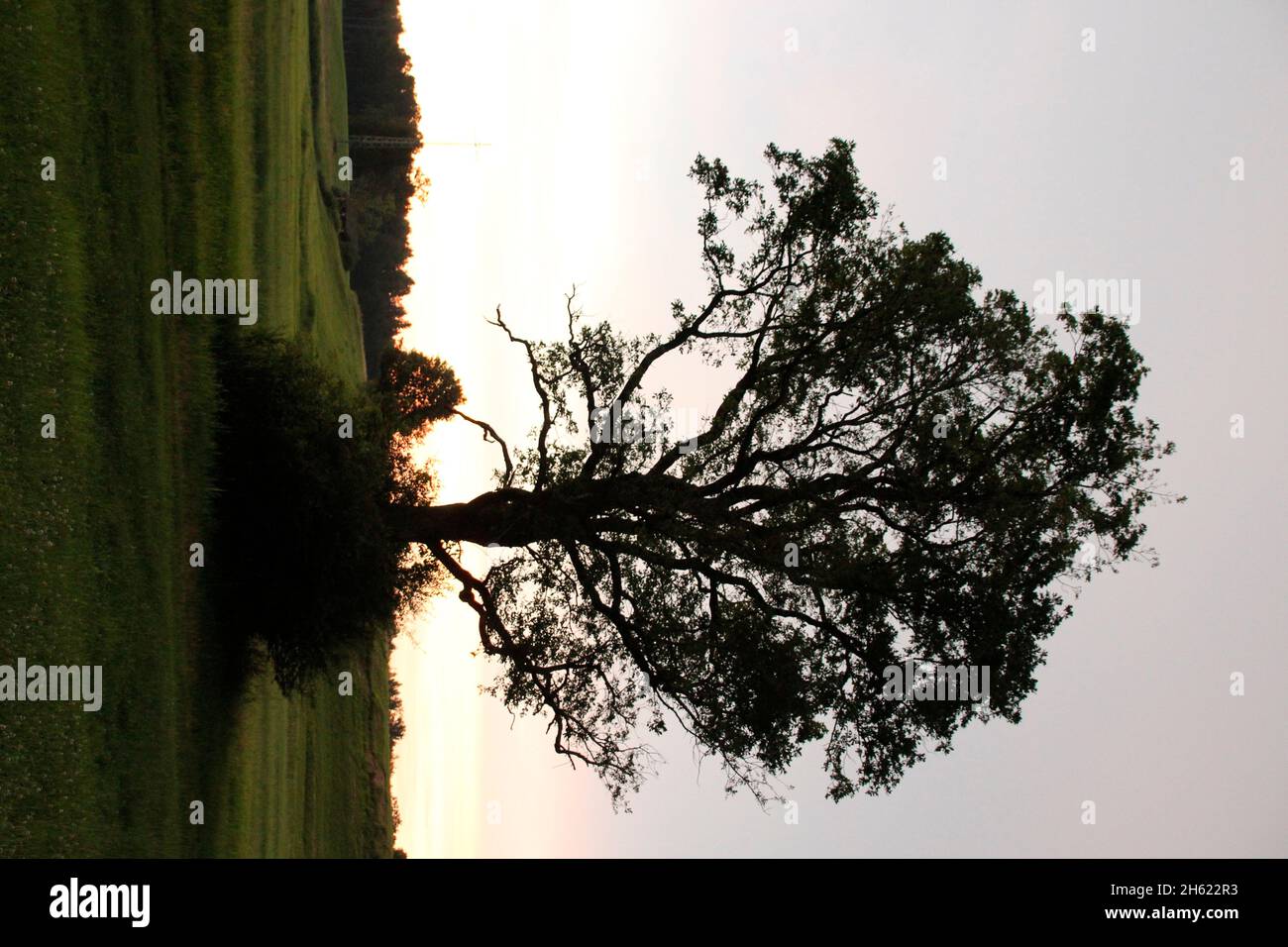 tree,meadow,sunset,back light,back light shot,dusk,near rosenheim,chiemgau,upper bavaria,bavaria,germany Stock Photo