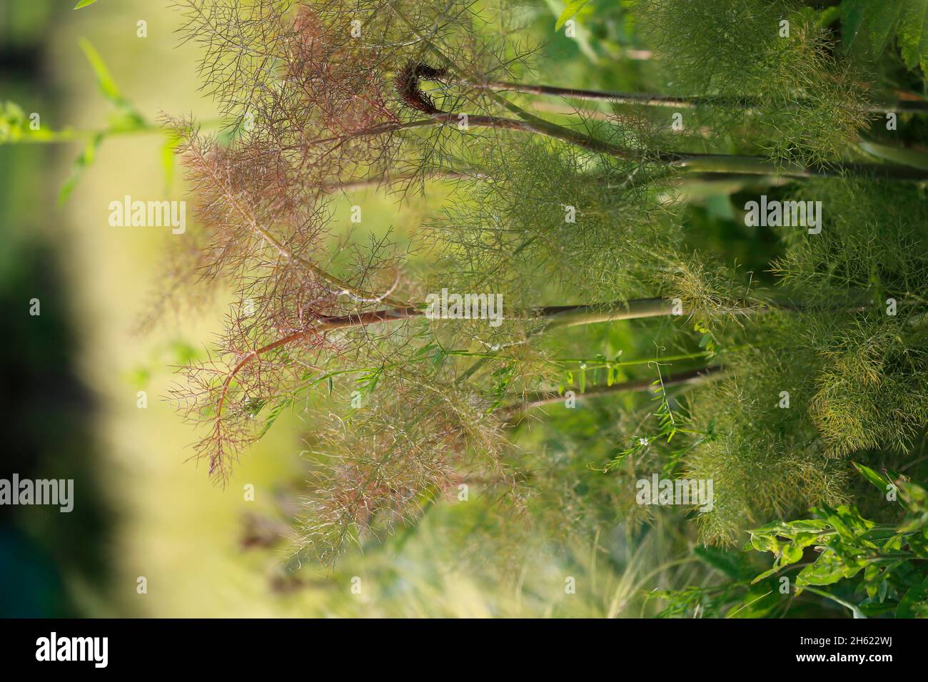 fennel (foeniculum vulgare) Stock Photo